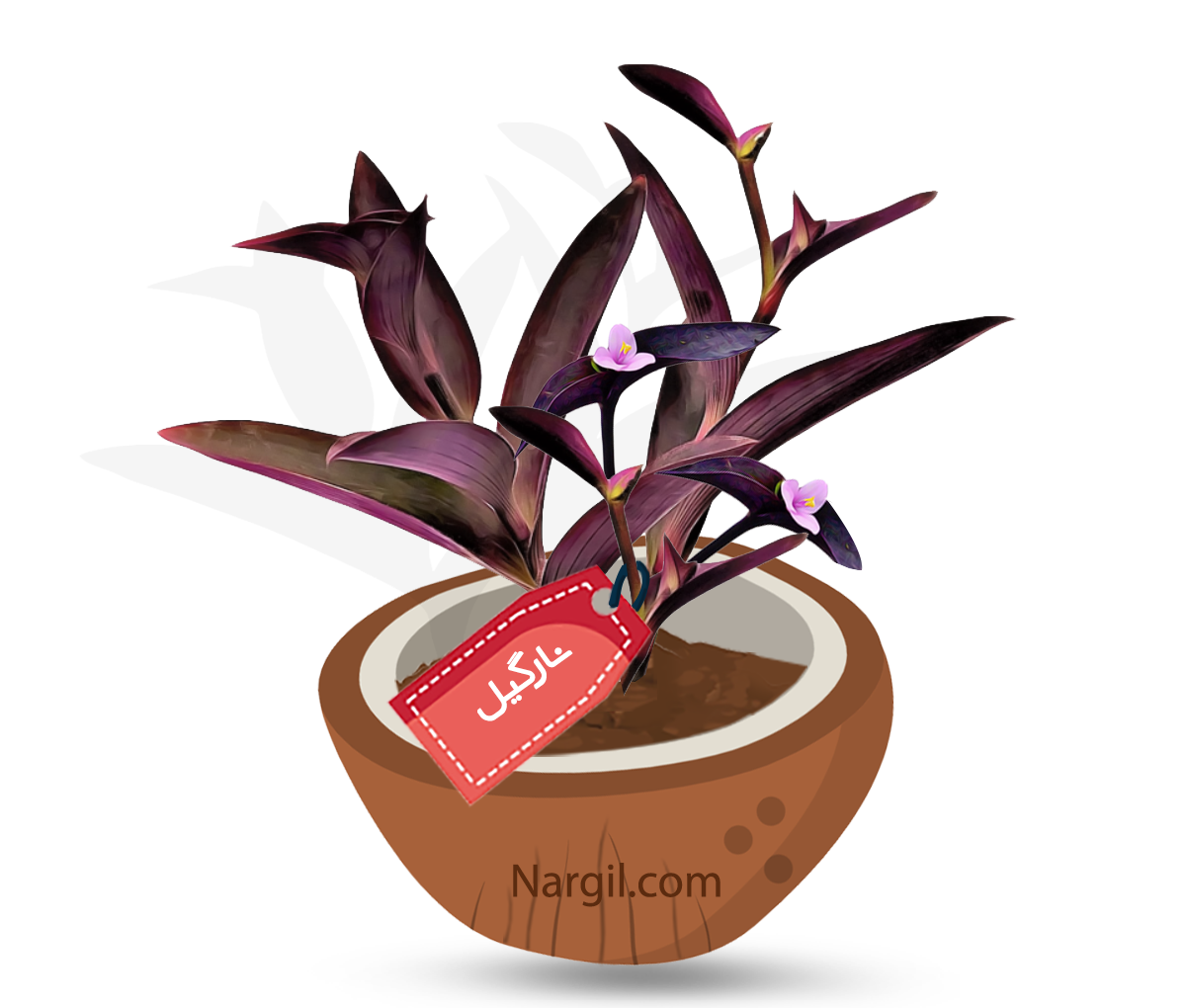  Nargil - purple-heart